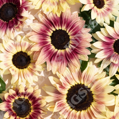 Picture of Helianthus (Sunflower) Summer Lovin F1